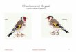 Chardonneret élégantcomitepassereauxcde.free.fr/faune euro/standards/le... · 2014-10-05 · Chardonneret élégant (parva) (Carduelis carduelis parva) Taille 10,5/11 cm - marque