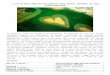  · Web view« Coeur de Voh en 1990, Nouvelle-Calédonie, France (20 56’S - 164 39’E).» de Yann Arthus-Bertrand La mangrove, forêt mi-terrestre mi-aquatique, se développe sur
