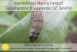 Pengenalan Hama Invasif Spodoptera frugiperdadinpertanpangan.demakkab.go.id/wp-content/uploads/2019/... · 2019-07-17 · Spodoptera frugiperda atau Fall Army Worm (FAW) termasuk