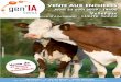 VENTE AUX ENCHERES - UmotestCette année, 47 animaux sont présents au catalogue, dont 19 vaches gestantes. Ces femelles ont été minutieusement sélectionnées par les commerciaux