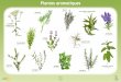 Plantes aromatiques · 2017-06-27 · Plante en buisson, la réglisse possède des feuilles de forme allongée vert tendre et des fleurs mauves ou blanches. On utilise la racine de