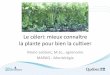 Le céleri: mieux connaître la plante pour bien la cultiver · 2020-01-17 · la plante pour bien la cultiver Mario Leblanc, M.Sc., agronome MAPAQ - Montérégie. But de la présentation