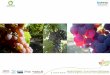 Moyens de lutte alternatifsMoyens de lutte alternatifs et efficience des pyrèthres naturels contre la cicadelle de la Flavescence dorée (Scaphoideus titanus) en viticulture Biologique•Introduction