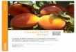 ORANGERED BHARTcatalogue.starfruits-diffusion.com/wp-content/uploads/...ORANGERED® Bhart est l’abricot incontournable pour tous ceux qui souhaitent valoriser la qualité. Bhart