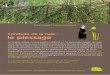 le plessage - afac-agroforesteries.fr … · Bibliographie : “Le plessage de la haie champêtre : clôture vivante” ouvrage publié par la Maison Botanique et l’Association