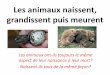 Les animaux naissent, grandissent puis meurentblogs16.ac-poitiers.fr/lacouronne/files/2020/04/... · les animaux ovipares se développent dans un œuf. Comme le hérisson, les animaux