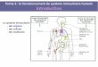 Partie 2 : le fonctionnement du système immunitaire humain ... · PDF file Le système immunitaire - des organes - des cellules - des molécules Partie 2 : le fonctionnement du système