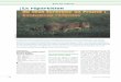 La répartition du chat forestier en France : évolutions ...apon.fr/dotclear/public/FS280_leger.pdf · PDF file Chat forestier ou chat domestique ? Etudier la répartition du chat