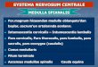 SYSTEMA NERVOSUM CENTRALE...SYSTEMA NERVOSUM CENTRALE For.magnum hizasından medulla oblangata’dan başlar, sacrum’unortalarında sonlanır. Intumescentia cervicalis –Intumescentia