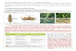 I/ La domestication des plantes sauvages - NFabiennfabien-svt.fr/courslycee/ts/theme6obli/ref06fichier/... · 2017-05-28 · - grains nus] avec génotype (tg//tg), ce qui facilite