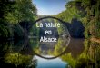 La nature en Alsace - LeWebPédagogique › cdijeanrostand › files › ...•La 10ème exposition photo d’oiseaux et faune d’alsae se déroulera du samedi 26 janvier au dimanche