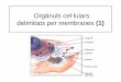 Orgànuls cel·lulars delimitats per membranes (1)cosmolinux.no-ip.org › recursos_aula › BIO1erBAT › Citologia › ... · 2019-06-04 · Orgànuls cel·lulars delimitats per