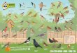 Pinson du Nord Hirondelle rustique - biolovision.net · 2018-12-05 · Participez à l ’Observatoire des oiseaux des jardins : dins.fr r e e e taille en cm Rougegorge familier 14