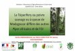 Le Tsiperifery ou poivre sauvage ou à queue de Madagascar ... · toxicité des fruits de différentes compositions chimiques est indispensable afin de préserver la santé des consommateurs