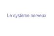 Les classifications et organisation du systèmelorx.fr.free.fr/.../Le%20syst%e9me%20nerveux%20central.pdfSystème Nerveux Central Le système nerveux central (SNC) est constitué par