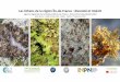 Les lichens de la région Île-de-France, diversité et intérêt · PDF file Les lichens de la région Île-de-France : diversité et intérêt Agence régionale de la biodiversité