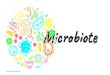 Micot - Académie de Créteilsvt.ac-creteil.fr › IMG › pdf › microbiote_humain_et_sante.pdf · Le processus de colonisation microbienne des habitats du corps humain commence