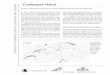 Corbeaux freux Feuilles d’information pour la …...Feuilles d’information pour la protection des oiseaux page 2/4 Zofingue, à Lucerne ainsi qu’à Thoune (1998) et dans l’Emmental