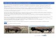 PHYLOGENIE DES BISONS et art pariétal Lycée › wp-content › uploads... · 2019-02-04 · Les 2 bisons de l’art rupestre : - Les uns datant de plus de 36 000 ans (Caverne du
