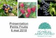 Présentation Petits Fruits 6 mai 2018 - Lajoie · petits fruits allongés délicieux frais, en confitures et en desserts. Tolère tout type de sol et de niveau de pH. Autofertile,