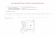 APPAREIL URO-GENITALdjqmfrancois.free.fr/AuP1complet/wp-content/uploads/Appareil-urinaire.pdfprovenant de la face antérieure et latérale de l’aorte. Le drainage veineux remonte