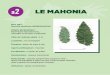 Nom latin˜: Mahonia aquifolium BERBERIDACEAE A/planche a2.pdf · 2013-05-14 · LE MAHONIA Nom latin˜: Mahonia aquifolium BERBERIDACEAE Origine géographique˜: Nord-Ouest des Etats