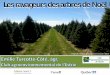 Les ravageurs des arbres de Noël - MAPAQ€¦ · -2 branches/arbre sur 2 côtés -30 arbres/ha (12 arbres/ac) Noter le nombre moyen de tétranyques par branche et œufs vs adultes