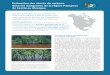Estimation des stocks de carbone dans les mangroves de la ... · de 1 m basées sur l’équivalence de biomasse, et de 3 m basées sur l’approche des changements dans les stocks