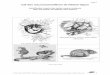 Clé des micromammifères de Rhône-Alpes · 2013-08-26 · page 3 Christian ROLLAND (2008) - CORA Faune Sauvage- Clé d'identification des micro-mammifères de Rhône-Alpes, 54 p