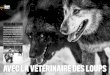 avec la veterinaire des loups - Extra Murosextra-muros.info/wp-content/uploads/2015/04/VSD... · Des mâles en vue de la reproduction. Déjà, les trois femelles de l’enclos voisin