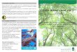 800 arbres et arbustes « Un arbre , une vie · 2018-06-19 · Feuillage : caduque, feuilles ovales à bordures lisses, vert ... arbuste de manière spécifique lorsqu’ils auront