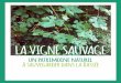 LA VIGNE SAUVAGE - ARB Île-de-France · très ancienne. En effet, des grains de raisin de Vigne sauvage ont été découverts à Noyen-sur-Seine dans des sédiments datant du Mésolithique