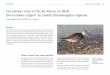 Les oiseaux rares en Île‐de‐France en 2018 …...Huîtrier pie Haematopus ostralegus, 3 ind. • 1 ind. le 31 mars à Triel sur Seine – 78 (Julien Piolain et Éric Grosso) ;