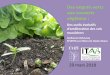 Des outils évolutifs d’amélioration des sols maraîchers · AB an 2018 29 mars 2018 Des engrais verts aux couverts végétaux : Des outils évolutifs d’amélioration des sols