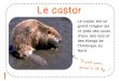 Le castor - Bout de Gomme | A l'école avec Bout de Gomme€¦ · Le castor est un grand rongeur qui vit près des cours d’eau, des lacs et des étangs de l’Amérique du Nord