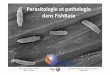 Parasitologie et pathologie dans FishBase...Musée royal de l’Afrique centrale (MRAC, Tervuren) Formation “FishBase et la Taxinomie des Poissons” Session 2018 Classification