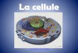 La cellule - 5 PAAS5paas.weebly.com/uploads/2/2/3/6/22366278/la_cellule.pdf · La cellule • La cellule est l'unité fondamentale de presque tous les organismes vivants. • Il y