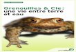 Grenouilles & Cie : une vie entre terre et eau · les membres postérieurs sont étonnamment longs et plus puissants que les pattes antérieures, surtout chez les grenouilles. le