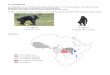 Le chimpanzé - Freelnb.svt.free.fr/doc_TleS/TleS_cours/illu_TS_p1A_chap4.pdf · Le chimpanzé Le chimpanzé et un primate de grande taille (jusqu'à 1 m 70), sans queue, les bras