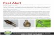 Florida Department of Agriculture and Consumer Services ... · The Taro Planthopper, Tarophagus colocasiae (Matsumura), a New Delphacid Planthopper in Florida Susan Halbert, Susan.Halbert@FreshFromFlorida.com,