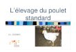 Élevage du poulet standard - Avicampus · standard Poulet export. Poulet standard : objectifs zootechniques Âge d’abattage : 40-42j Poids à l’abattage : 1.8-1.9 kg GMQ= 50g/j