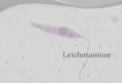 Leishmanioseprofbio.com.br/aulas/parasito1_04_le.pdf · 2015-07-30 · Leishmaniose Leishmaniose cutânea Produzem exclusivamente lesões cutâneas, ulcerosas ou não, porém limitadas