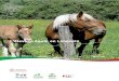 L’élevage équin en Limousin · France, Auvergne, Aquitaine, Midi-Pyrénées, Limousin, Picardie). Ceci nous permet de comparer et de positionner l’élevage Limousin par rapport