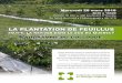 LA PLANTATION DE FEUILLUS PROGRAMME DU …...U. Laval), de deux cégeps (Rimouski et Trois-Rivières), ainsi que de FPInnovations, de Cecobois, du ministère des Ressources naturelles