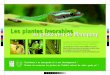 Les plantes favorables - Nature Océan Indien · 2018-10-08 · Les plantes favorables au gecko vert de Manapany Le gecko vert de Manapany (Phelsuma inexpectata) est une espèce gravement