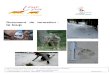 Document de formation : le loup - ac-strasbourg.fr · Document de formation : le loup - ONCFS - Direction Etudes & Recherche - CNERA PAD - Equipe loup-lynx - déc.2011 7 rapport à