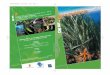 maquetteEB.qxp 13/12/2006 12:03 Page 1 · Véritable “forêt sous la mer”, l’herbier de posidonies se développe en Méditerranée entre 9°C et 29°C et a besoin d'une concentration
