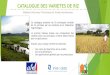 CATALOGUE DES VARIETES DE RIZ · - Gonfle davantage après 1 mois de stockage - Développement de racines sur les grains en cas de pluies tardives Productivité Tolérance sol pauvre