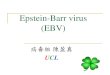 Epstein-Barr virus (EBV) · 2017. 1. 6. · Epstein-Barr virus (EBV) 病毒組 陳盈真 UCL