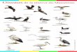 Oiseaux de la réserve femelle mâle du Massereau Faucon ...massereau-migron.weebly.com/uploads/1/9/7/8/...Milan noir Grand cormoran Héron gardebœuf Cigogne blanche Office National